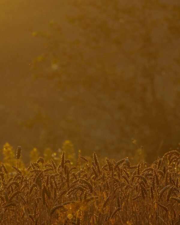 Golden Hour Fields — Fine-Art Print